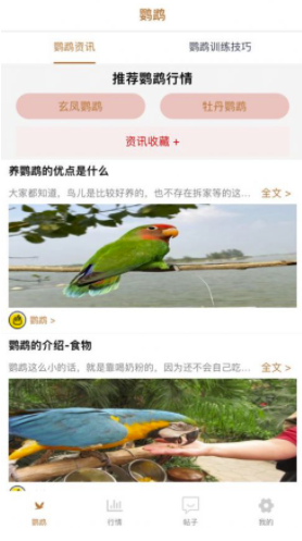 清萌鹦鹉是干嘛的