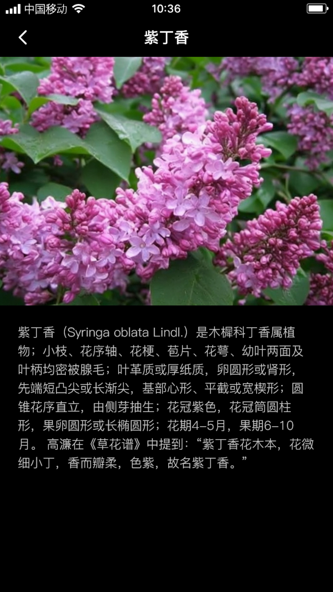 丁香花瓣APP