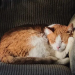 猫看白噪音APP 猫看白噪音APP